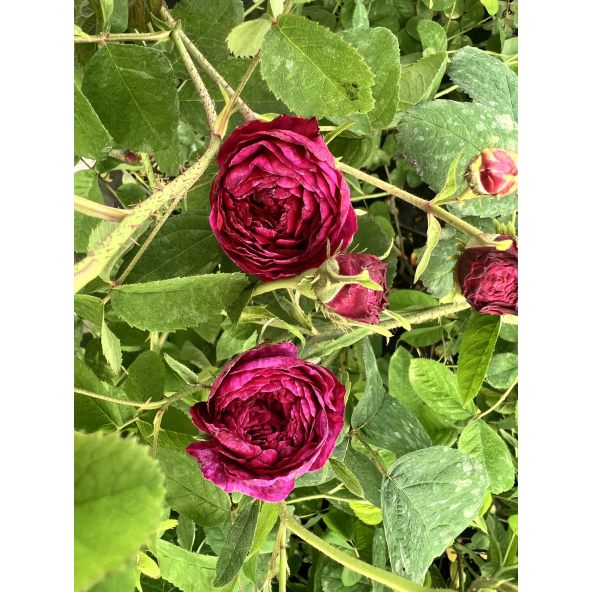 No. 5 - róża stulistna
Rosa xcentifolia No. 5