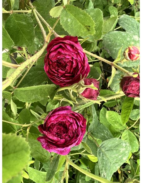 No. 5 - róża stulistna
Rosa xcentifolia No. 5