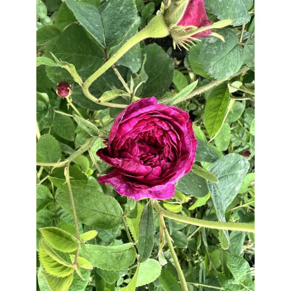 No. 5 - róża stulistna
Rosa xcentifolia No. 5