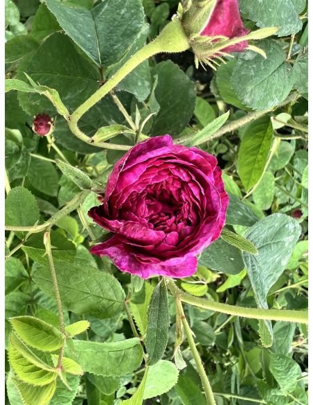 No. 5 - róża stulistna
Rosa xcentifolia No. 5