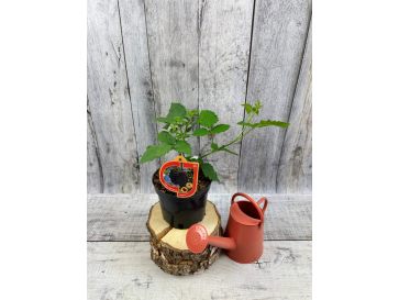 'Jagna' - jeżyna bezkolcowa
Rubus fruticosus 'Jagna'