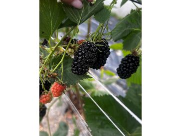 'Jagna' - jeżyna bezkolcowa
Rubus fruticosus 'Jagna' 2