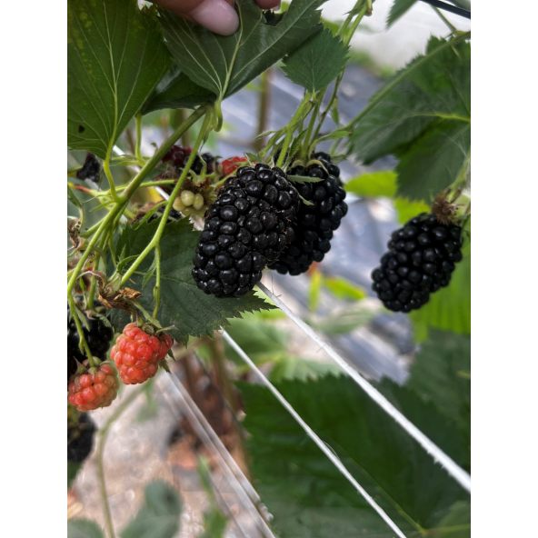 'Jagna' - jeżyna bezkolcowa
Rubus fruticosus 'Jagna'