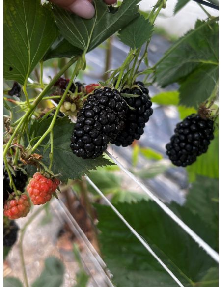 'Jagna' - jeżyna bezkolcowa
Rubus fruticosus 'Jagna'