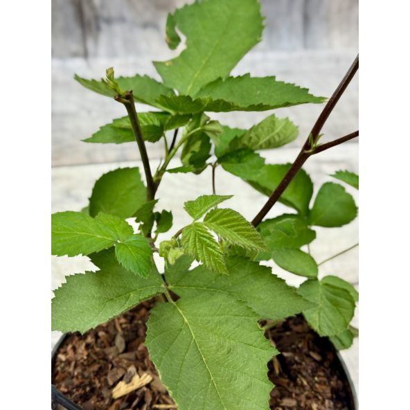 'Jagna' - jeżyna bezkolcowa
Rubus fruticosus 'Jagna'