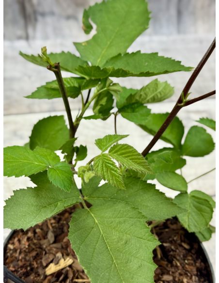 'Jagna' - jeżyna bezkolcowa
Rubus fruticosus 'Jagna'