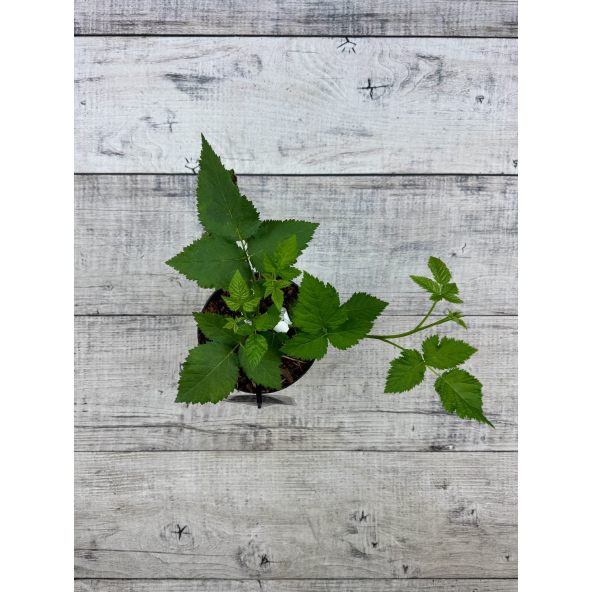 'Jagna' - jeżyna bezkolcowa
Rubus fruticosus 'Jagna'