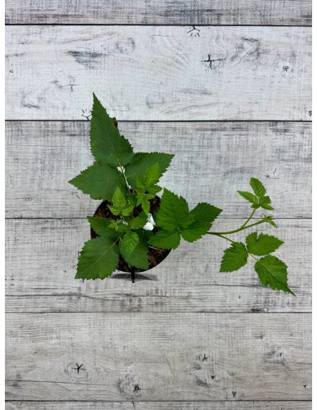 'Jagna' - jeżyna bezkolcowa
Rubus fruticosus 'Jagna'
