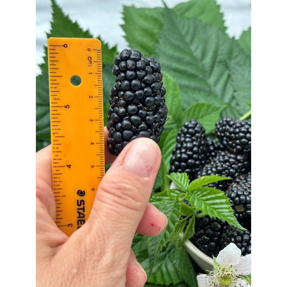 'Jagna' - jeżyna bezkolcowa
Rubus fruticosus 'Jagna'