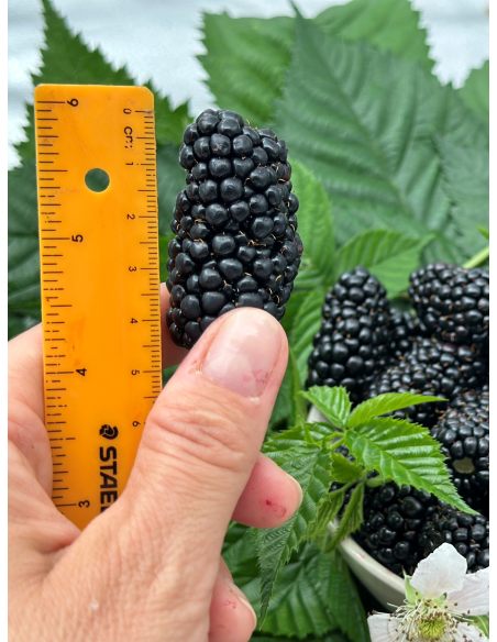 'Jagna' - jeżyna bezkolcowa
Rubus fruticosus 'Jagna'