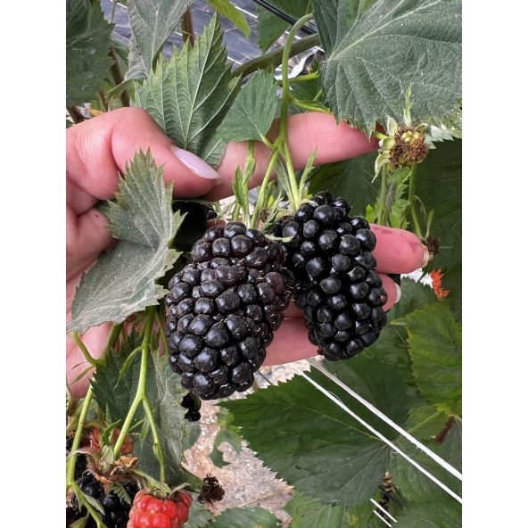 'Jagna' - jeżyna bezkolcowa
Rubus fruticosus 'Jagna'