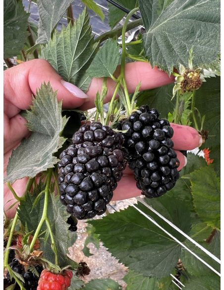 'Jagna' - jeżyna bezkolcowa
Rubus fruticosus 'Jagna'