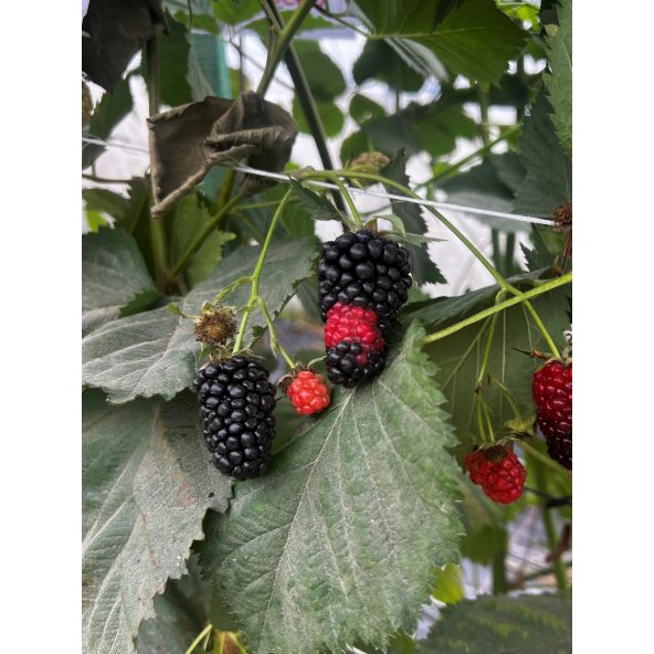 'Jagna' - jeżyna bezkolcowa
Rubus fruticosus 'Jagna'