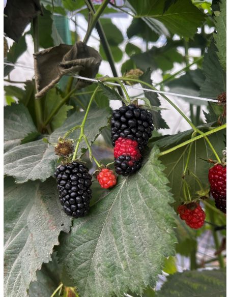 'Jagna' - jeżyna bezkolcowa
Rubus fruticosus 'Jagna'