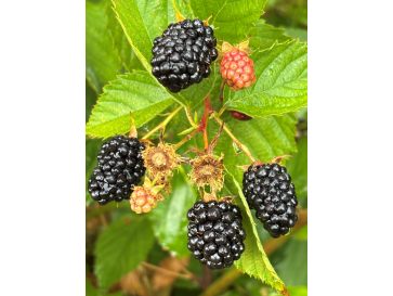 'Maryna' - jeżyna bezkolcowa
Rubus fruticosus 'Maryna' 2