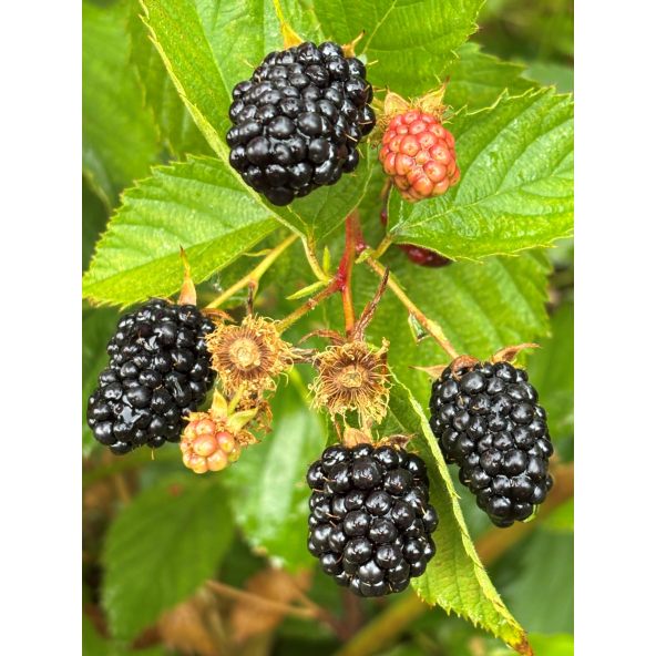 'Maryna' - jeżyna bezkolcowa
Rubus fruticosus 'Maryna'