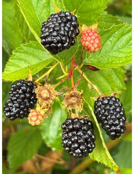 'Maryna' - jeżyna bezkolcowa
Rubus fruticosus 'Maryna'