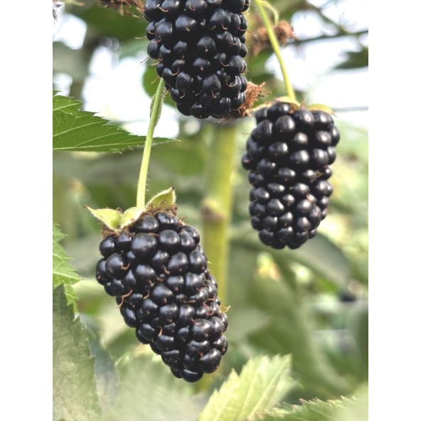 'Maryna' - jeżyna bezkolcowa
Rubus fruticosus 'Maryna'