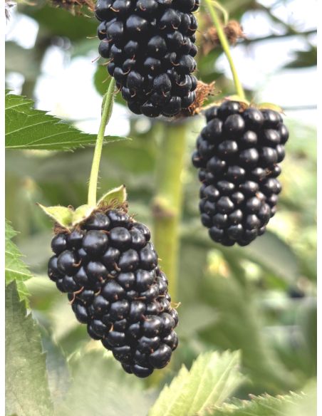 'Maryna' - jeżyna bezkolcowa
Rubus fruticosus 'Maryna'
