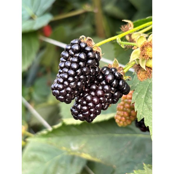 'Maryna' - jeżyna bezkolcowa
Rubus fruticosus 'Maryna'