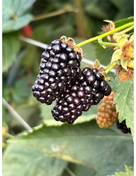 'Maryna' - jeżyna bezkolcowa
Rubus fruticosus 'Maryna'