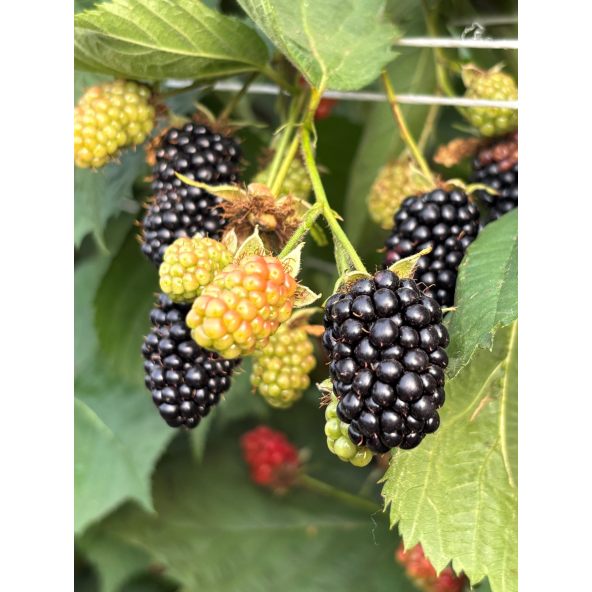 'Maryna' - jeżyna bezkolcowa
Rubus fruticosus 'Maryna'