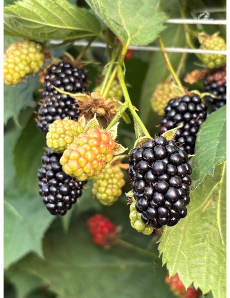 'Maryna' - jeżyna bezkolcowa
Rubus fruticosus 'Maryna'