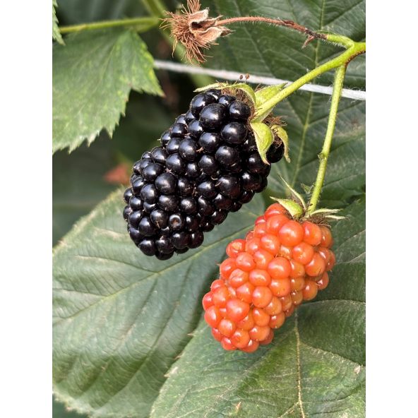 'Maryna' - jeżyna bezkolcowa
Rubus fruticosus 'Maryna'