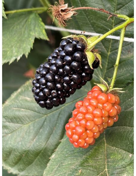 'Maryna' - jeżyna bezkolcowa
Rubus fruticosus 'Maryna'
