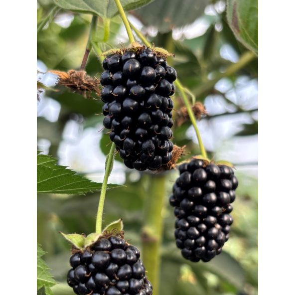 'Maryna' - jeżyna bezkolcowa
Rubus fruticosus 'Maryna'