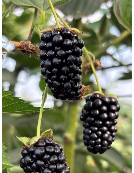 'Maryna' - jeżyna bezkolcowa
Rubus fruticosus 'Maryna'