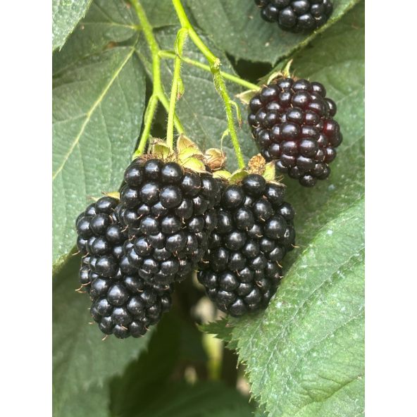 'Maryna' - jeżyna bezkolcowa
Rubus fruticosus 'Maryna'