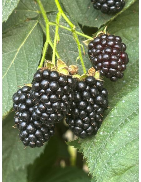 'Maryna' - jeżyna bezkolcowa
Rubus fruticosus 'Maryna'