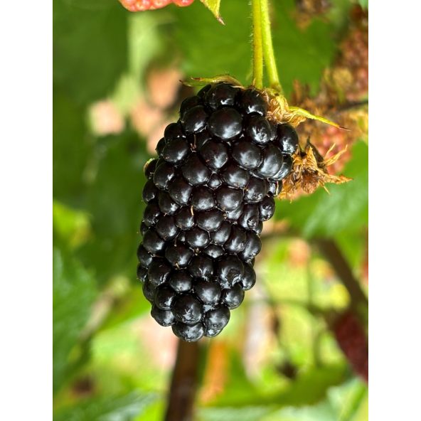 'Maryna' - jeżyna bezkolcowa
Rubus fruticosus 'Maryna'