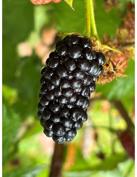 'Maryna' - jeżyna bezkolcowa
Rubus fruticosus 'Maryna'