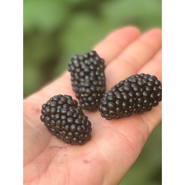 'Maryna' - jeżyna bezkolcowa
Rubus fruticosus 'Maryna'