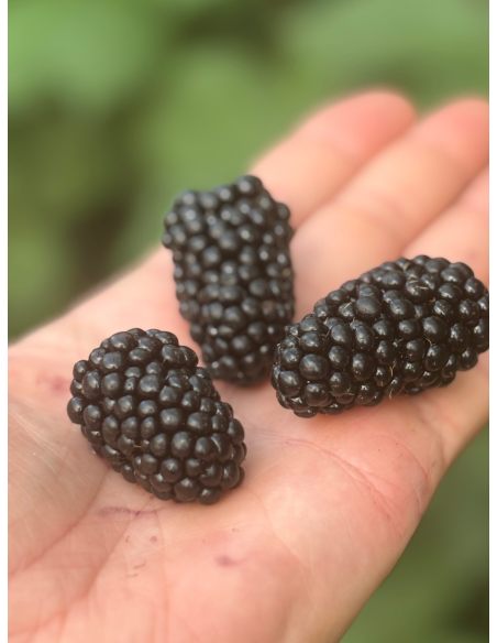 'Maryna' - jeżyna bezkolcowa
Rubus fruticosus 'Maryna'