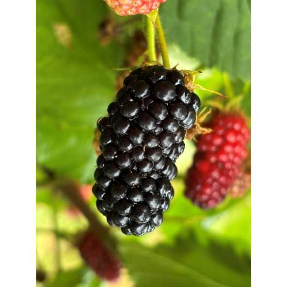 'Maryna' - jeżyna bezkolcowa
Rubus fruticosus 'Maryna'