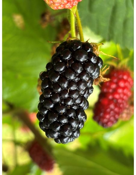 'Maryna' - jeżyna bezkolcowa
Rubus fruticosus 'Maryna'
