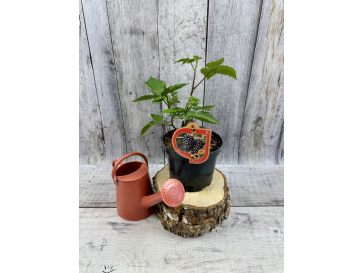 'Maryna' - jeżyna bezkolcowa
Rubus fruticosus 'Maryna'