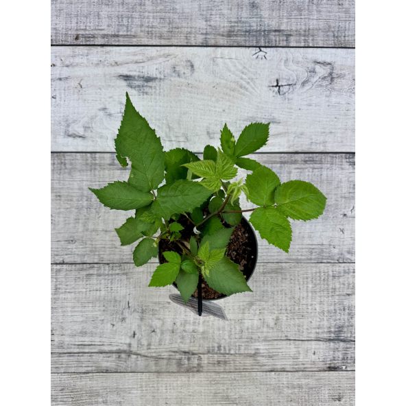 'Maryna' - jeżyna bezkolcowa
Rubus fruticosus 'Maryna'