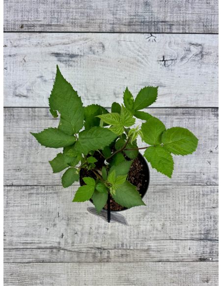 'Maryna' - jeżyna bezkolcowa
Rubus fruticosus 'Maryna'