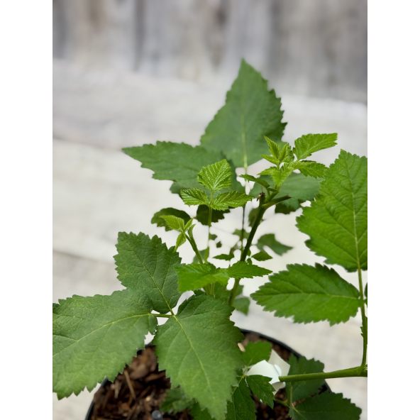 'Maryna' - jeżyna bezkolcowa
Rubus fruticosus 'Maryna'