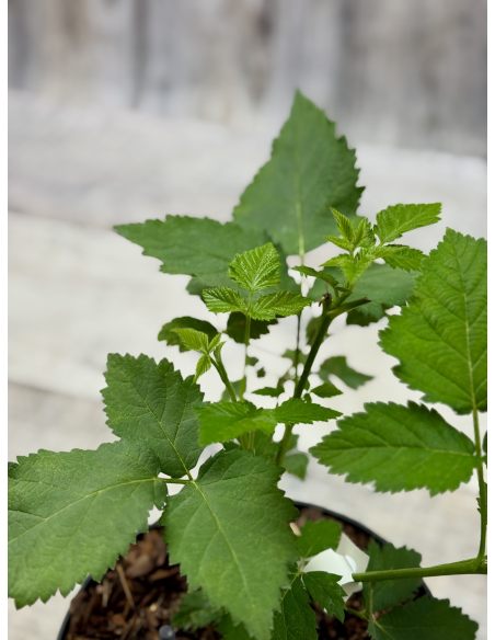 'Maryna' - jeżyna bezkolcowa
Rubus fruticosus 'Maryna'