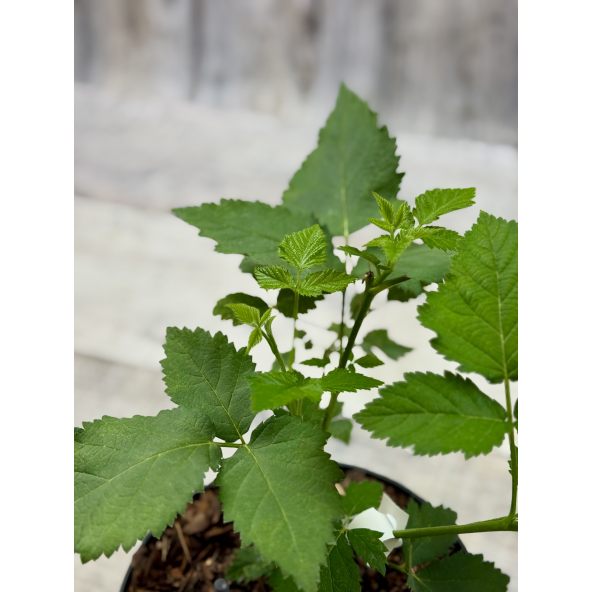 'Maryna' - jeżyna bezkolcowa
Rubus fruticosus 'Maryna'