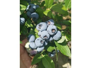'Mid-Early XL' - borówka amerykańska
Vaccinium corymbosum 'Mid-Early XL'