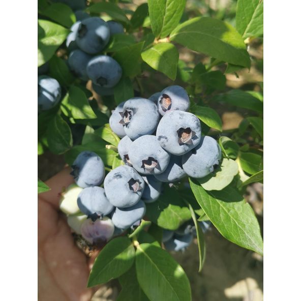 'Mid-Early XL' - borówka amerykańska
Vaccinium corymbosum 'Mid-Early XL'