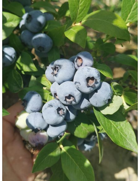 'Mid-Early XL' - borówka amerykańska
Vaccinium corymbosum 'Mid-Early XL'