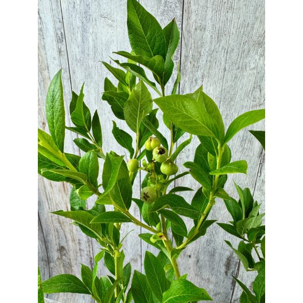 'Mid-Early XL' - borówka amerykańska
Vaccinium corymbosum 'Mid-Early XL'