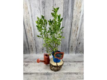 'Mid-Early XL' - borówka amerykańska
Vaccinium corymbosum 'Mid-Early XL' 2